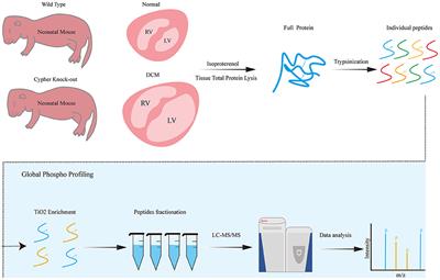 Phosphoproteomic Analysis Reveals Downstream PKA Effectors of AKAP Cypher/ZASP in the Pathogenesis of Dilated Cardiomyopathy